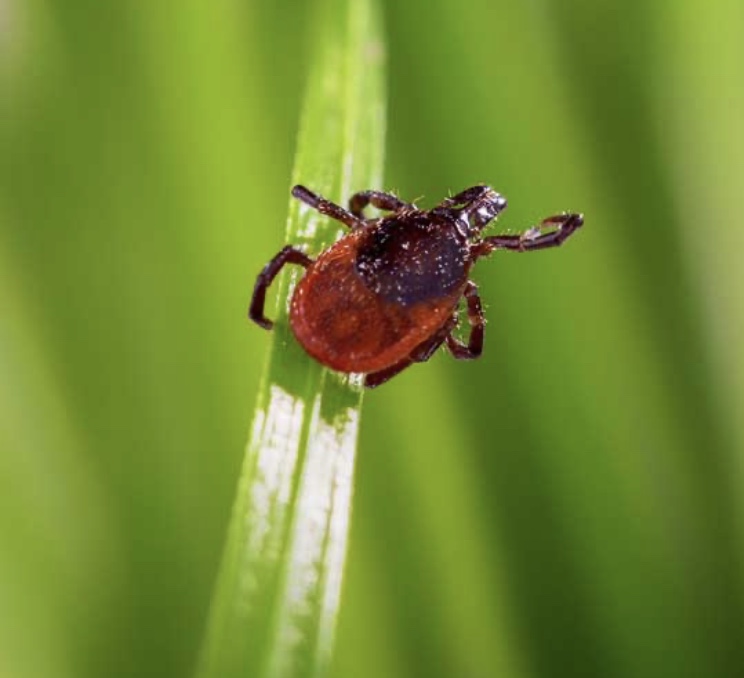 Ticks! Prevention is Key Lamoille Valley Veterinary Services